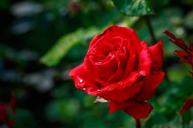 Çiçek açan güzel kokulu gül. Washington Park Gül Bahçesi, Portland, Oregon