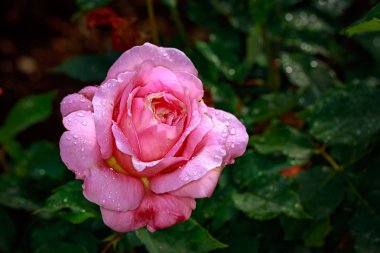 Çiçek açan güzel kokulu gül. Washington Park Gül Bahçesi, Portland, Oregon