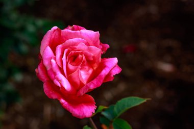 Çiçek açan güzel kokulu gül. Washington Park Gül Bahçesi, Portland, Oregon