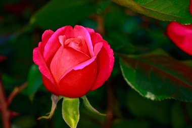 Çiçek açan güzel kokulu gül. Washington Park Gül Bahçesi, Portland, Oregon