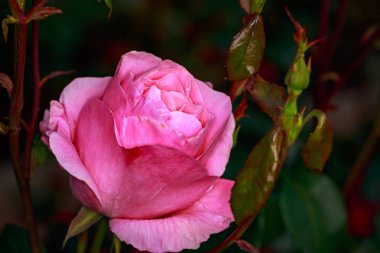 Çiçek açan güzel kokulu gül. Washington Park Gül Bahçesi, Portland, Oregon