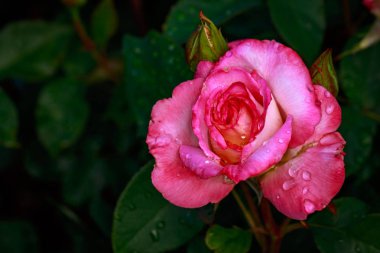 Çiçek açan güzel kokulu gül. Washington Park Gül Bahçesi, Portland, Oregon