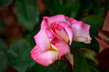 Çiçek açan güzel kokulu gül. Washington Park Gül Bahçesi, Portland, Oregon