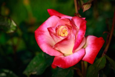 Çiçek açan güzel kokulu gül. Washington Park Gül Bahçesi, Portland, Oregon