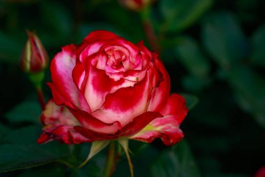 Çiçek açan güzel kokulu gül. Washington Park Gül Bahçesi, Portland, Oregon