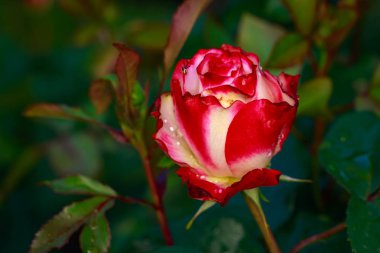 Çiçek açan güzel kokulu gül. Washington Park Gül Bahçesi, Portland, Oregon