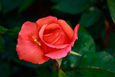 Çiçek açan güzel kokulu gül. Washington Park Gül Bahçesi, Portland, Oregon