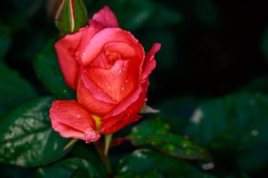 Çiçek açan güzel kokulu gül. Washington Park Gül Bahçesi, Portland, Oregon