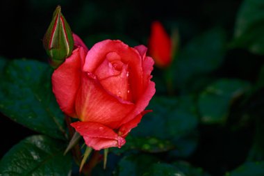 Çiçek açan güzel kokulu gül. Washington Park Gül Bahçesi, Portland, Oregon