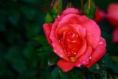 Çiçek açan güzel kokulu gül. Washington Park Gül Bahçesi, Portland, Oregon