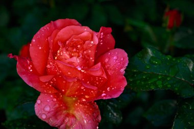 Çiçek açan güzel kokulu gül. Washington Park Gül Bahçesi, Portland, Oregon