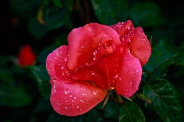 Çiçek açan güzel kokulu gül. Washington Park Gül Bahçesi, Portland, Oregon