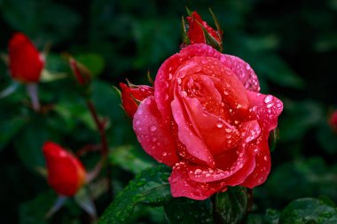 Çiçek açan güzel kokulu gül. Washington Park Gül Bahçesi, Portland, Oregon
