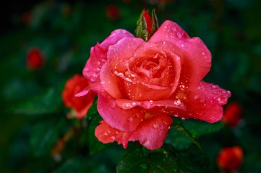 Çiçek açan güzel kokulu gül. Washington Park Gül Bahçesi, Portland, Oregon