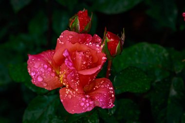 Çiçek açan güzel kokulu gül. Washington Park Gül Bahçesi, Portland, Oregon