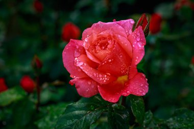 Çiçek açan güzel kokulu gül. Washington Park Gül Bahçesi, Portland, Oregon