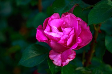 Çiçek açan güzel kokulu gül. Washington Park Gül Bahçesi, Portland, Oregon