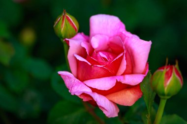 Çiçek açan güzel kokulu gül. Washington Park Gül Bahçesi, Portland, Oregon