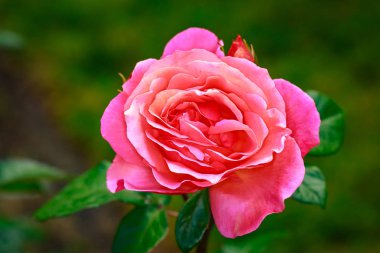 Çiçek açan güzel kokulu gül. Washington Park Gül Bahçesi, Portland, Oregon