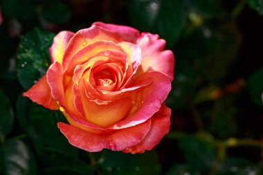 Çiçek açan güzel kokulu gül. Washington Park Gül Bahçesi, Portland, Oregon