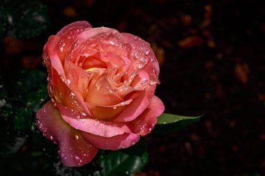 Çiçek açan güzel kokulu gül. Washington Park Gül Bahçesi, Portland, Oregon