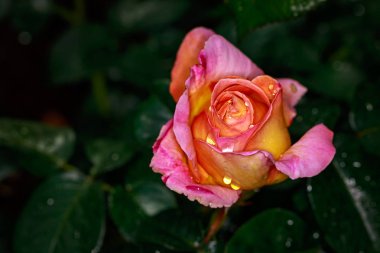 Çiçek açan güzel kokulu gül. Washington Park Gül Bahçesi, Portland, Oregon