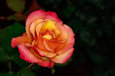 Çiçek açan güzel kokulu gül. Washington Park Gül Bahçesi, Portland, Oregon