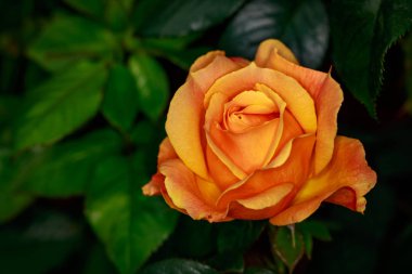 Çiçek açan güzel kokulu gül. Washington Park Gül Bahçesi, Portland, Oregon