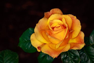 Çiçek açan güzel kokulu gül. Washington Park Gül Bahçesi, Portland, Oregon