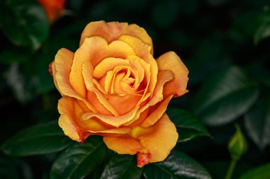 Çiçek açan güzel kokulu gül. Washington Park Gül Bahçesi, Portland, Oregon