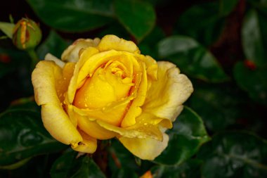 Çiçek açan güzel kokulu gül. Washington Park Gül Bahçesi, Portland, Oregon