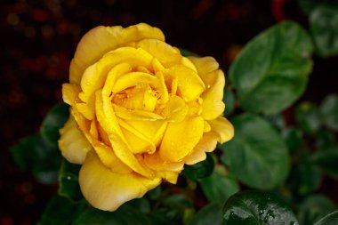 Çiçek açan güzel kokulu gül. Washington Park Gül Bahçesi, Portland, Oregon