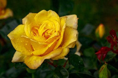 Çiçek açan güzel kokulu gül. Washington Park Gül Bahçesi, Portland, Oregon