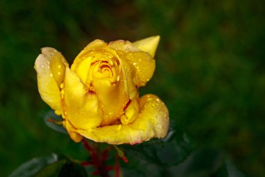 Çiçek açan güzel kokulu gül. Washington Park Gül Bahçesi, Portland, Oregon