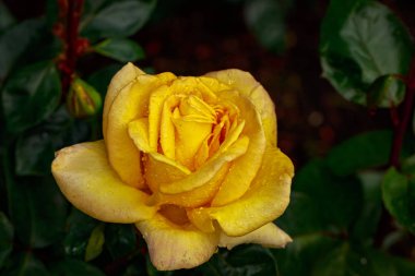 Çiçek açan güzel kokulu gül. Washington Park Gül Bahçesi, Portland, Oregon