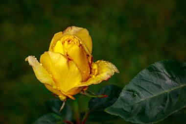 Çiçek açan güzel kokulu gül. Washington Park Gül Bahçesi, Portland, Oregon