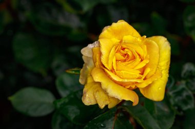 Çiçek açan güzel kokulu gül. Washington Park Gül Bahçesi, Portland, Oregon