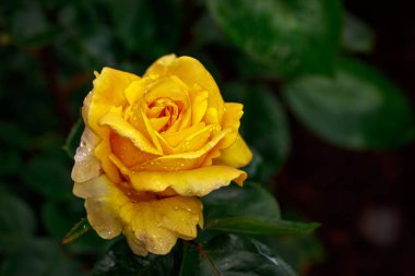 Çiçek açan güzel kokulu gül. Washington Park Gül Bahçesi, Portland, Oregon