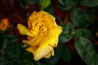 Çiçek açan güzel kokulu gül. Washington Park Gül Bahçesi, Portland, Oregon