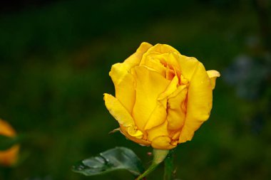 Çiçek açan güzel kokulu gül. Washington Park Gül Bahçesi, Portland, Oregon