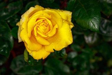 Çiçek açan güzel kokulu gül. Washington Park Gül Bahçesi, Portland, Oregon