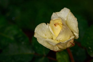 Çiçek açan güzel kokulu gül. Washington Park Gül Bahçesi, Portland, Oregon