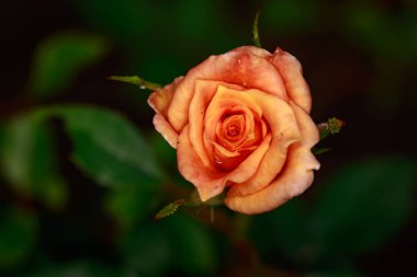 Çiçek açan güzel kokulu gül. Washington Park Gül Bahçesi, Portland, Oregon