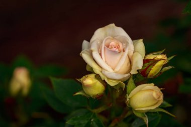 Çiçek açan güzel kokulu gül. Washington Park Gül Bahçesi, Portland, Oregon