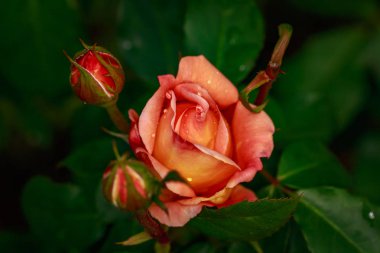 Çiçek açan güzel kokulu gül. Washington Park Gül Bahçesi, Portland, Oregon
