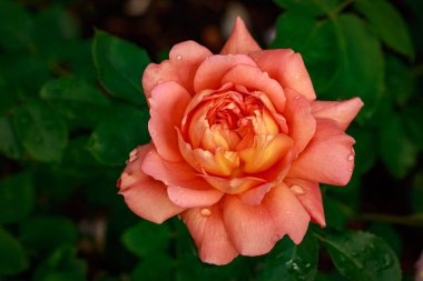 Çiçek açan güzel kokulu gül. Washington Park Gül Bahçesi, Portland, Oregon