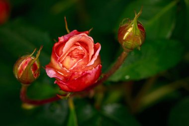 Çiçek açan güzel kokulu gül. Washington Park Gül Bahçesi, Portland, Oregon