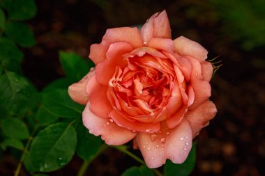 Çiçek açan güzel kokulu gül. Washington Park Gül Bahçesi, Portland, Oregon