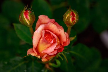Çiçek açan güzel kokulu gül. Washington Park Gül Bahçesi, Portland, Oregon