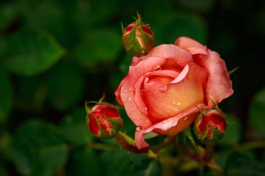 Çiçek açan güzel kokulu gül. Washington Park Gül Bahçesi, Portland, Oregon